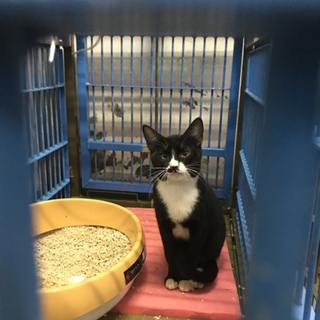 期限間近！ハチワレ２匹！