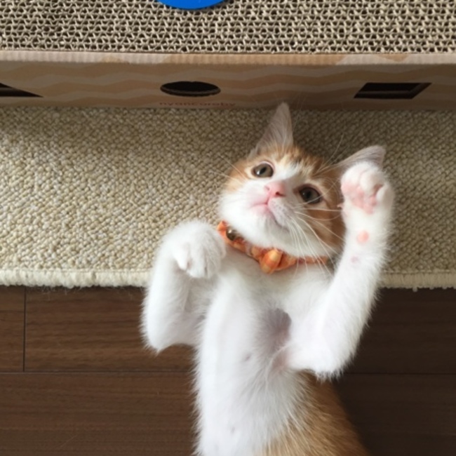 えさやみのカバー写真