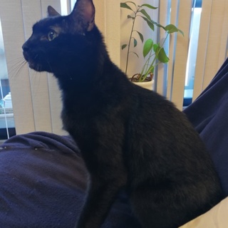 男前な黒猫くんです★