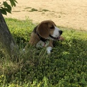 イケメンやんちゃビーグル