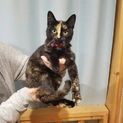 美人な猫ちゃん