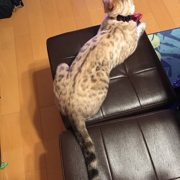 綺麗な豹柄でしょ