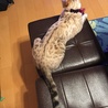 綺麗な豹柄でしょ