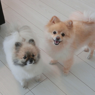 2匹一緒にもらっていただきたいです。