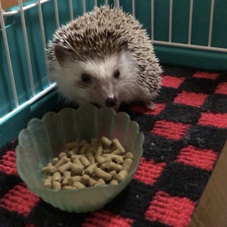 【急募】ハリネズミの里親さん募集中！