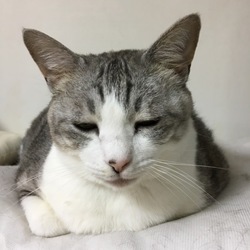 ペットログスタート