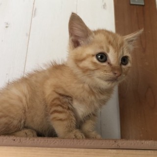 人慣れ抜群！茶トラ＊こてつくん＊