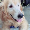 ゴールデンレトリーバーの夏子ちゃん♀７才 サムネイル2