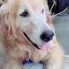 ゴールデンレトリーバーの夏子ちゃん♀７才 サムネイル3