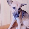 雑種の麦ちゃん♀推定２～３才 サムネイル2