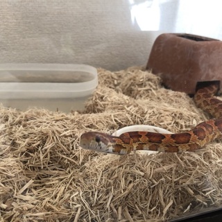 コーンスネーク