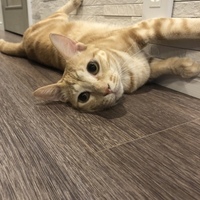 ろこ