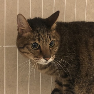 甘えん坊のキジ猫レオくん