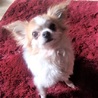 ロングコートチワワのチワワんくん♂推定４才 サムネイル2