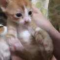 里親募集