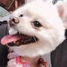 ポメラニアンのクララちゃん♀５才 サムネイル2