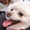 ポメラニアンのクララちゃん♀５才 サムネイル3