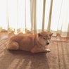 さとはち