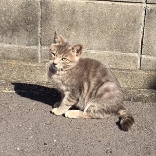 かわいい子猫の里親さんを募集しています。