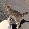 かわいい子猫の里親さんを募集しています。 サムネイル2