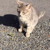 かわいい子猫の里親さんを募集しています。 サムネイル3