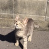 かわいい子猫の里親さんを募集しています。 サムネイル4