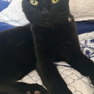 お利口な黒猫ちゃんの新しいおうち募集！