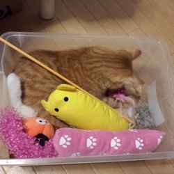 子猫がやってきた10