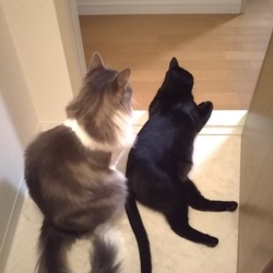 「ジジのお尻のイボ2」サムネイル1