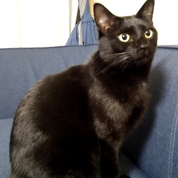 「ジジのお尻のイボ2」サムネイル2