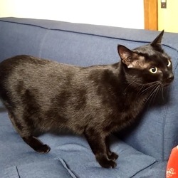 「ジジのお尻のイボ2」サムネイル3