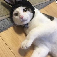 シン