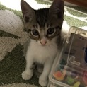 人慣れ抜群の生後2ヶ月！膝の上でスヤスヤ