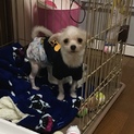 mix ( チワマル ) 男の子