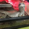 サバモニ