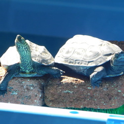 まだまだ甲羅干し