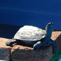 「まだまだ甲羅干し」サムネイル2