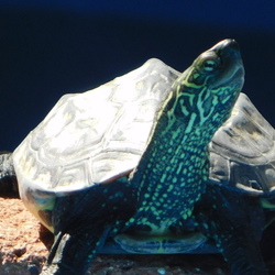 「まだまだ甲羅干し」サムネイル3