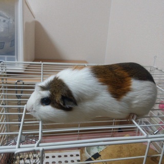 モルモット　クレステッド♀