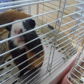 モルモット　イングリッシュ♂