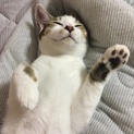 人懐っこくて飼いやすい子猫