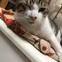 モコ