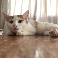 パロ