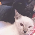 シャム猫のちびくんです！里親募集します！