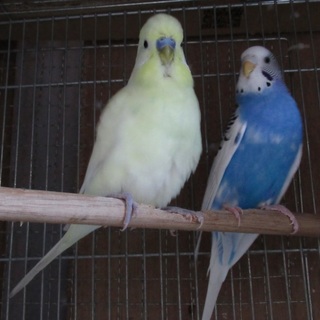 セキセイインコ２羽　決定