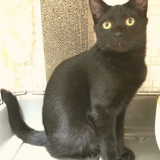 社交的で落ち着いた子猫パプリカ君。