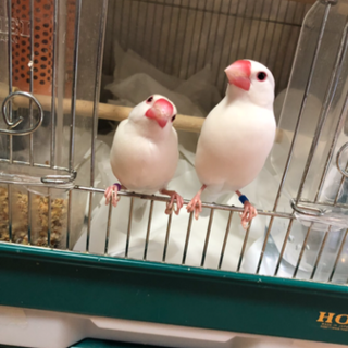 白文鳥オス里親募集です