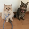かめみき