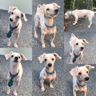 台風中で保護したマルチーズです