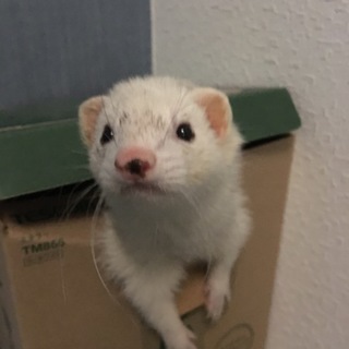 優しい里親募集です